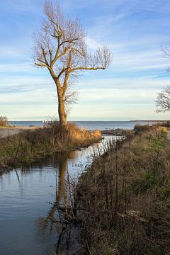 Estuarium van een zoetwaterstroom die uitmondt in de Oostzee, landschap met water, kale boom en blau van Maren Winter