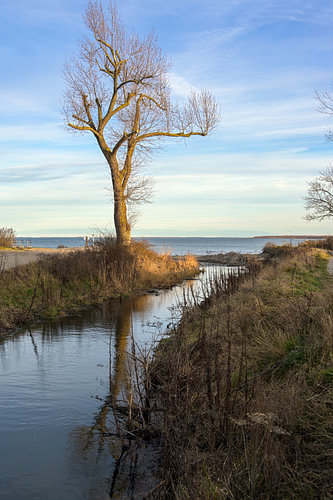 Mündung eines Süßwasserstroms in die Ostsee, Landschaft mit Wasser, kahlem Baum und blauem Himmel in