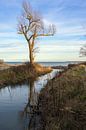 Mündung eines Süßwasserstroms in die Ostsee, Landschaft mit Wasser, kahlem Baum und blauem Himmel in von Maren Winter Miniaturansicht