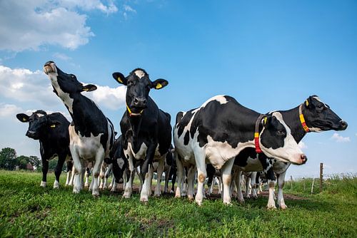 neugierige Kühe auf der Wiese