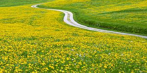 Pfad durchs goldene Blütenmeer