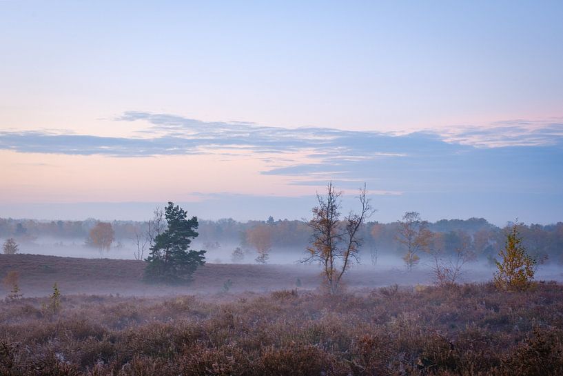 Morgennebel in Zonhoven von Johan Vanbockryck