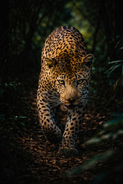 Stalking Leopard