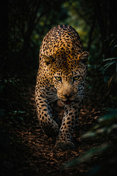Stalking Leopard