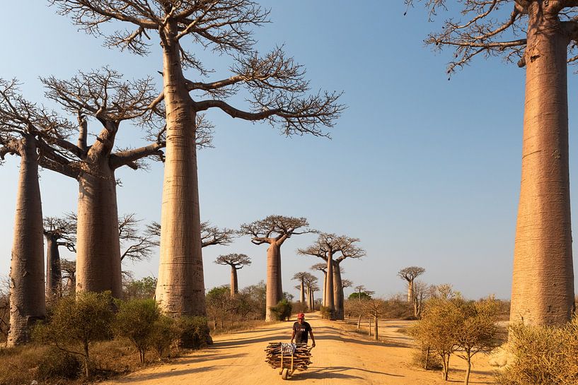 Allée des Baobabs, Madagaskar von Felix Sedney