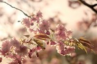 Pink blossom