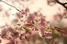 Fleur rose sur Stephan Tamminga