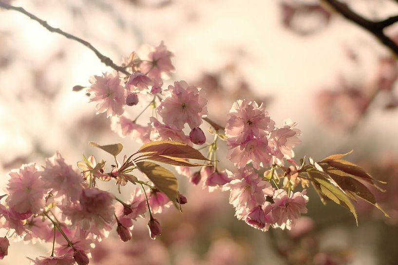 Pink blossom by Stephan Tamminga