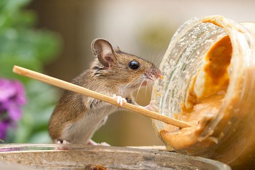 Wie is er niet groot mee geworden?