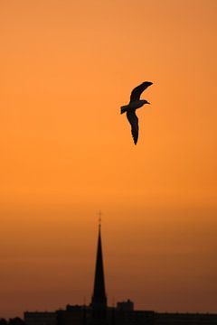 Schöne Silhouette eines Vogels im Flug von Chihong