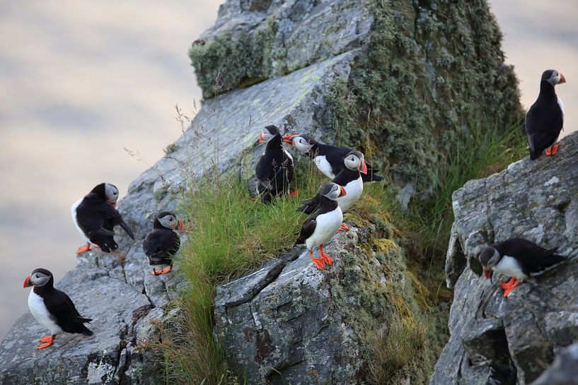 Macareux moine ou macareux moine, Fratercula arctica, Norvège par Frank Fichtmüller
