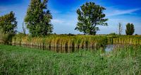 Teich am Oostvaardersplassen