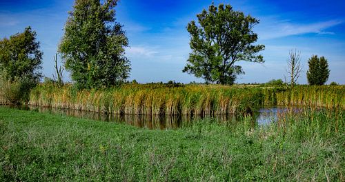 Vijver bij de oostvaardersplassen