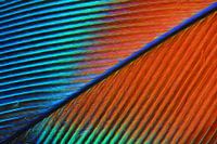 Plume d'oiseau fantaisie dessinée (deux)