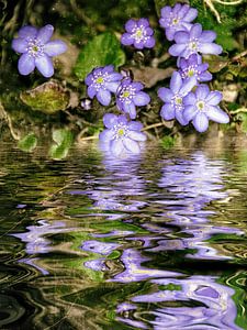 Nah am Wasser - Leberbluemchen