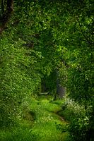Chorus in a green explosion
