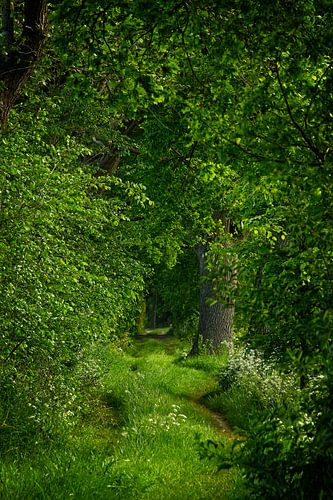 Chorus in a green explosion