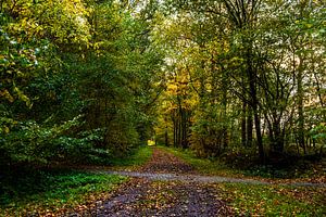 Waldweg im Herbst
