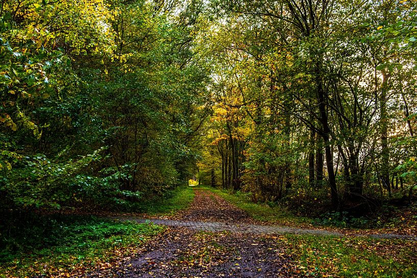 Forest Trail in Autumn by Brian Morgan