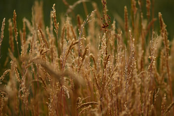 Le silence doré de la nature