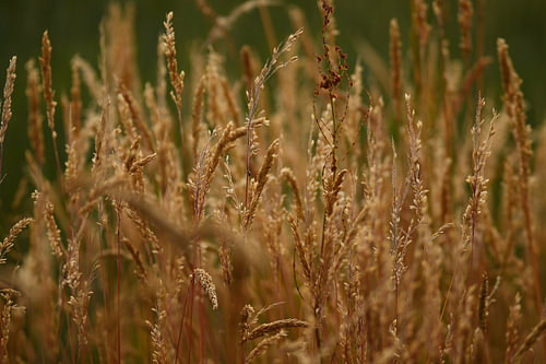 Die goldene Stille der Natur