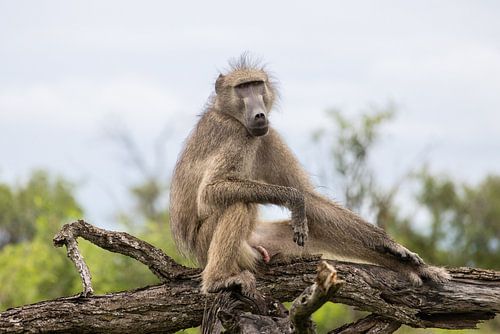 Koning van de Savanne