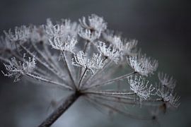 Hogweed by Christa van Gend