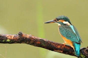 IJsvogel jaagt op vis