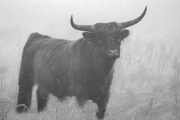 Schotse Hooglander van PeetMagneet