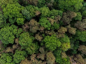 Vue de dessus des arbres sur Cynthia Hasenbos