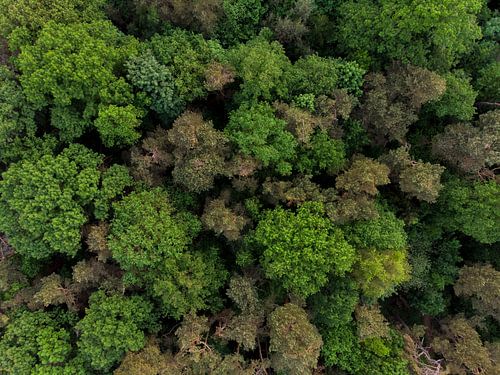 Vue de dessus des arbres