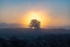 Die Drentse Heide bei Sonnenaufgang