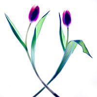 Dance of two tulips