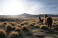 Sonnenaufgang auf dem bolivianischen Altiplano von Lucas De Jong Miniaturansicht
