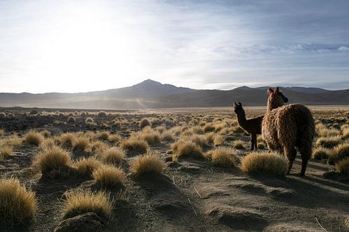 Sunrise on the Bolivian Altiplano