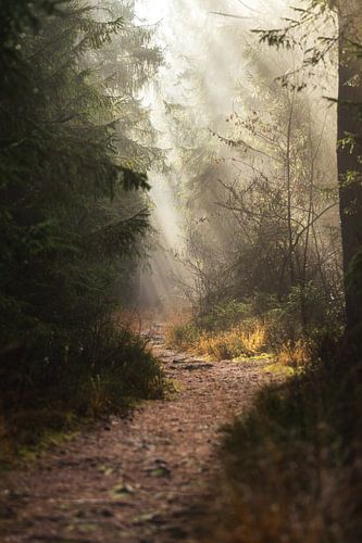 Bannwald Wettenberger Ried met klein pad in mist door het bos