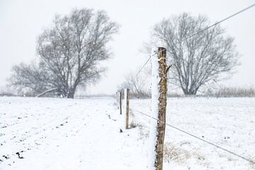 Paysage d'hiver pendant un matin brumeux sur Sjoerd van der Wal Photographie