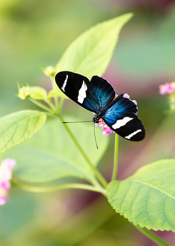 Blauwe vlinder