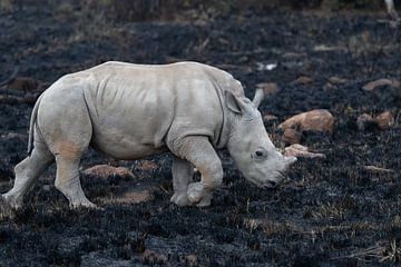 Hoffnung aus der Asche: Nashornkalb in Burnt Savannah