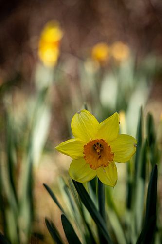 Rathenow "Stad van de Optiek