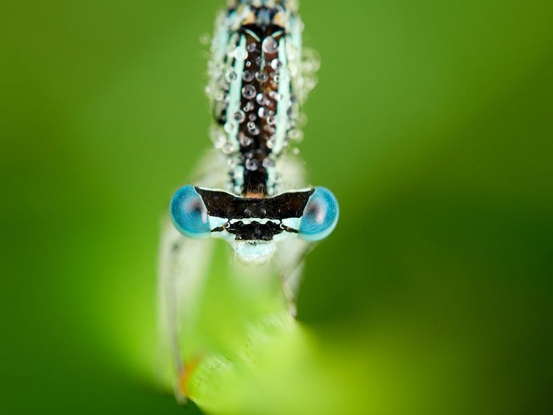 Porträt einer Prachtlibelle von Leon Fotografie