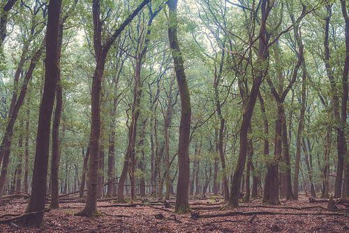 Planken Wambuis part 1