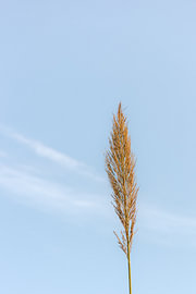 Plume Greece by HelloHappylife