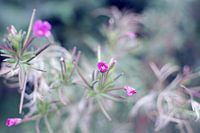Flovers