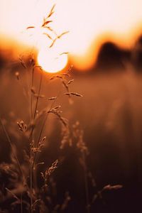 Golden Sunset
