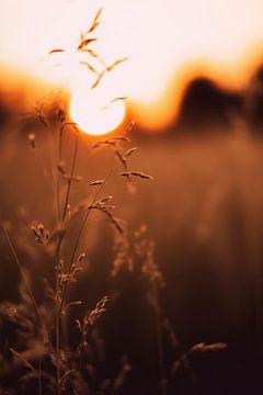 Golden Sunset by Treechild