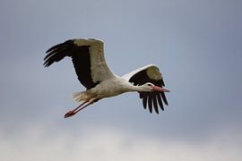 Storch am Himmel