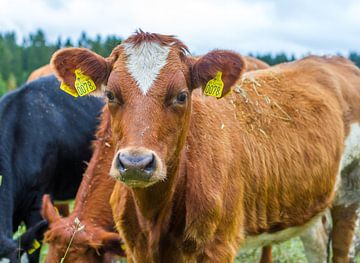 eine Kuh in Schweden von Hamperium Photography