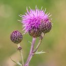 Schöne lila Distel mit zartgrünem Hintergrund von Dafne Vos Miniaturansicht