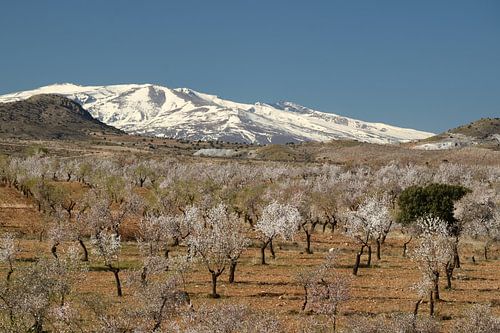 Flowering almond orchard
